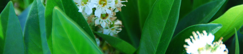 Planten kruisen - hoe en waarom